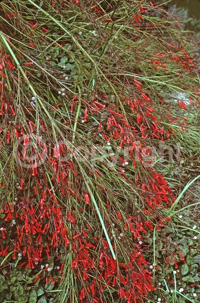Red blooms; Evergreen; North American Native