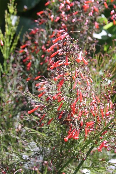 Red blooms; Evergreen; North American Native