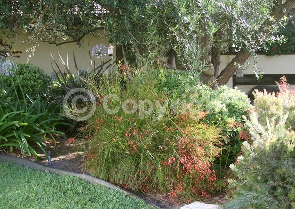 Red blooms; Evergreen; North American Native