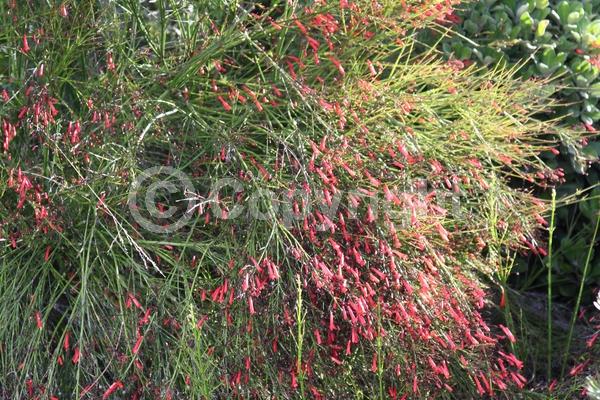 Red blooms; Evergreen; North American Native