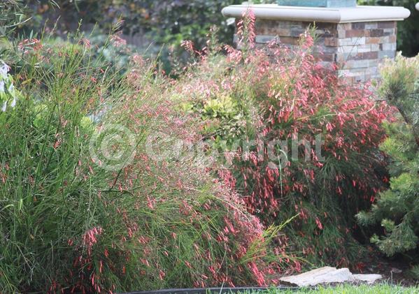 Red blooms; Evergreen; North American Native
