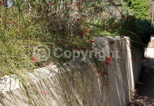 Red blooms; Evergreen; North American Native