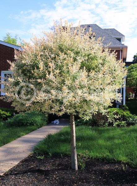 Yellow blooms; Deciduous; Broadleaf
