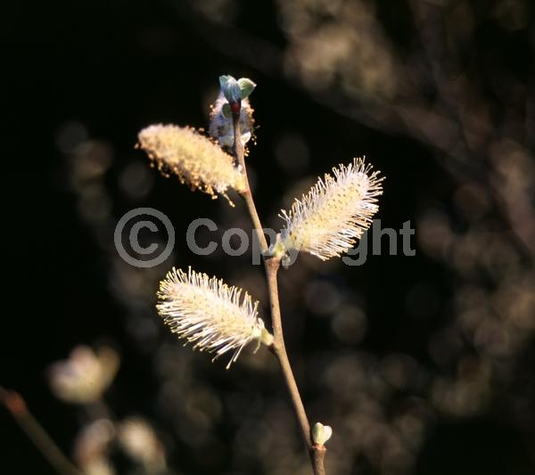 Yellow blooms; Deciduous; Broadleaf