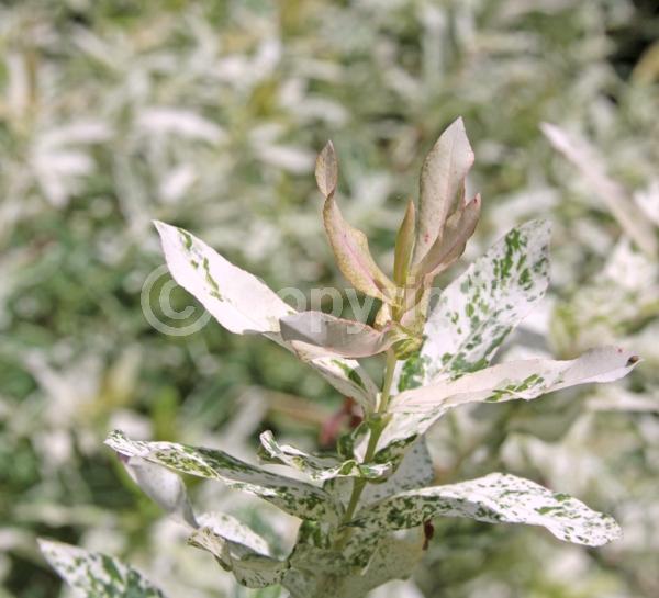 Yellow blooms; Deciduous; Broadleaf