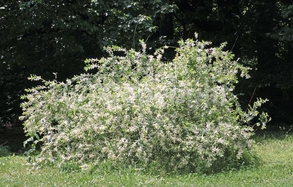 Yellow blooms; Deciduous; Broadleaf