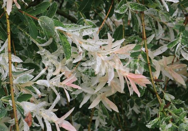 Yellow blooms; Deciduous; Broadleaf