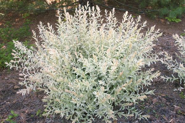 Yellow blooms; Deciduous; Broadleaf