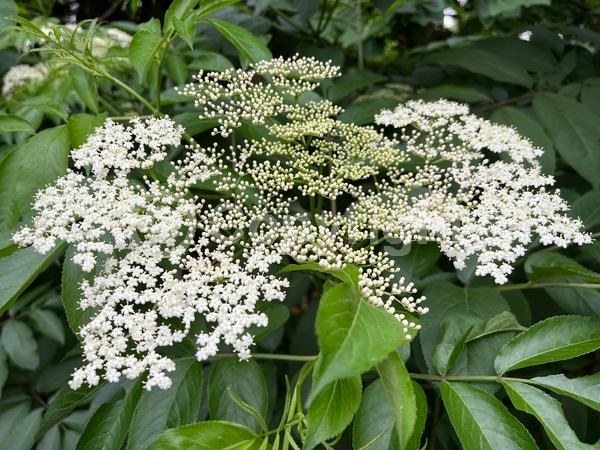 White blooms; Deciduous; Broadleaf; North American Native