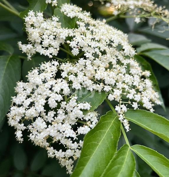 White blooms; Deciduous; Broadleaf; North American Native