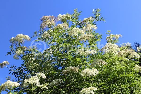White blooms; Deciduous; Broadleaf; North American Native
