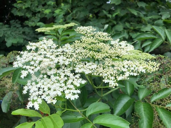 White blooms; Deciduous; Broadleaf; North American Native