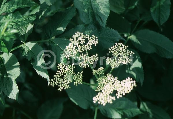 Yellow blooms; White blooms; Deciduous; Broadleaf; North American Native