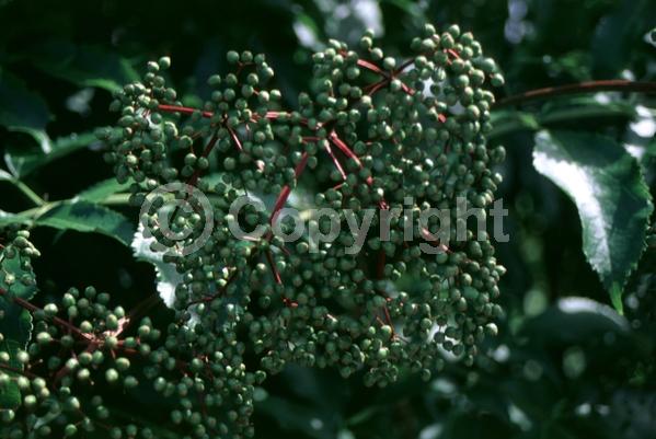 White blooms; Deciduous; Broadleaf