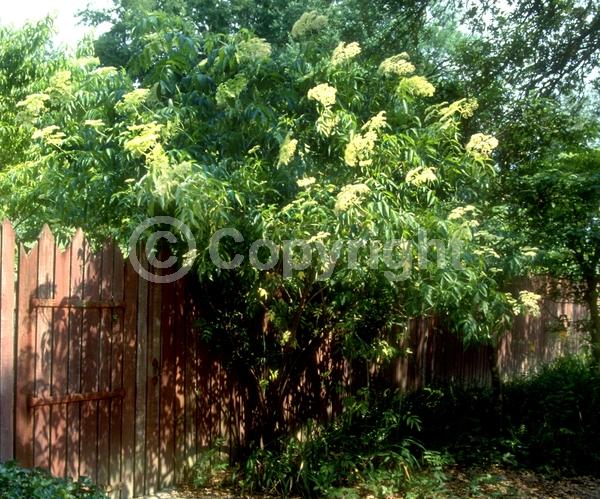 White blooms; Deciduous; Broadleaf; North American Native