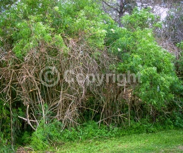 White blooms; Deciduous; Broadleaf; North American Native
