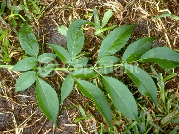 White blooms; Deciduous; Broadleaf; North American Native
