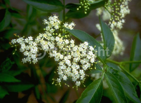 White blooms; Deciduous; Broadleaf; North American Native