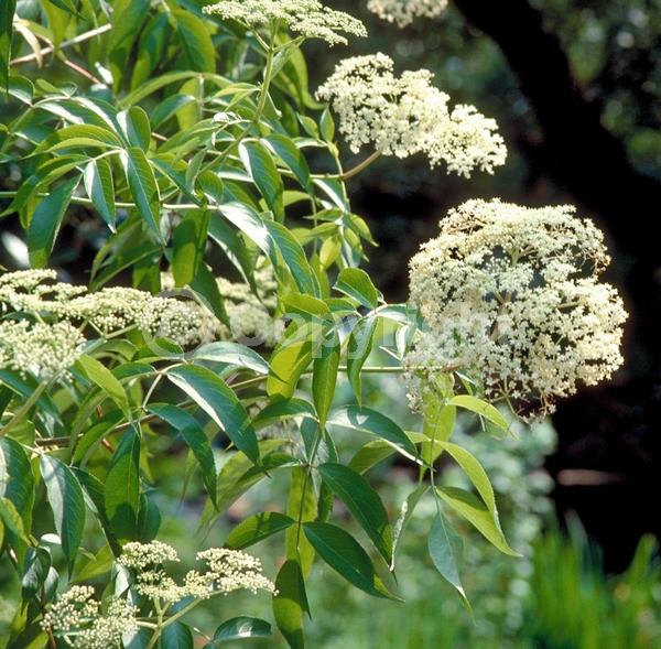 White blooms; Deciduous; Broadleaf; North American Native