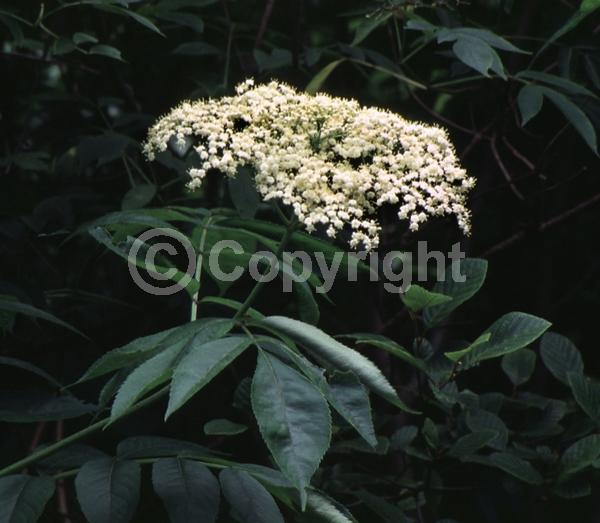 White blooms; Deciduous; Broadleaf; North American Native