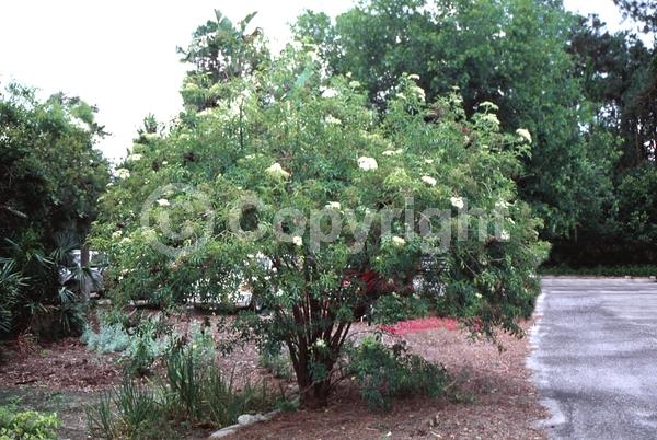 White blooms; Deciduous; Broadleaf; North American Native