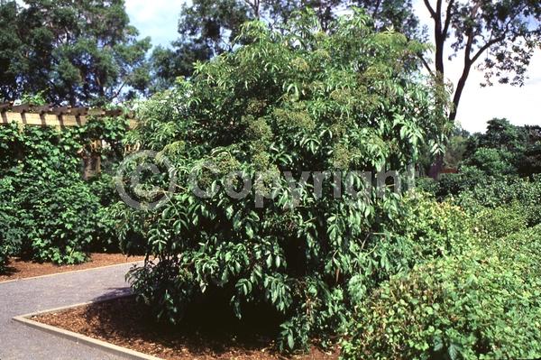 White blooms; Deciduous; Broadleaf; North American Native