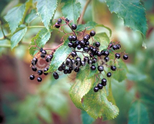 White blooms; Deciduous; Broadleaf; North American Native