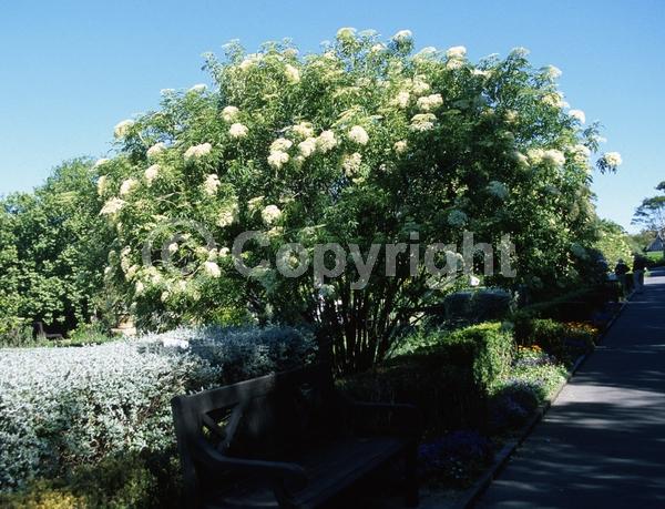 White blooms; Deciduous