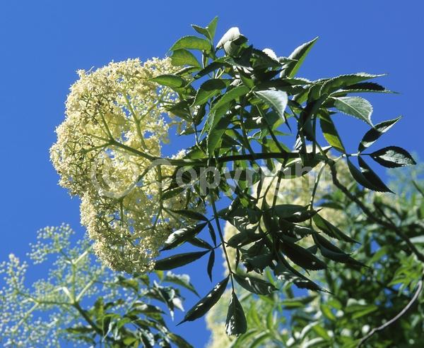 White blooms; Deciduous