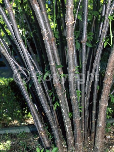 White blooms; Deciduous