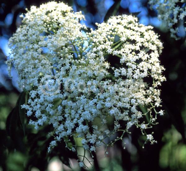 White blooms; Deciduous
