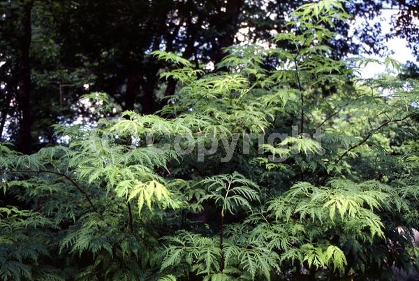 White blooms; Deciduous; Broadleaf