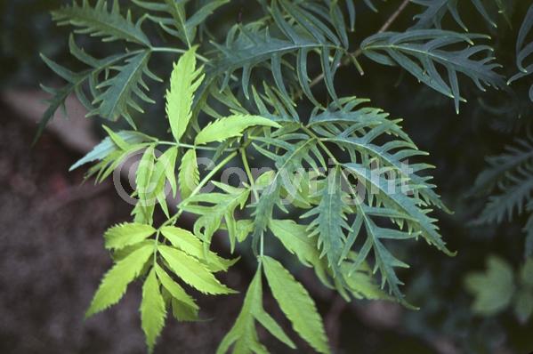 White blooms; Deciduous; Broadleaf