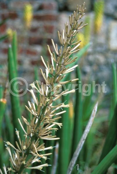 White blooms; Evergreen