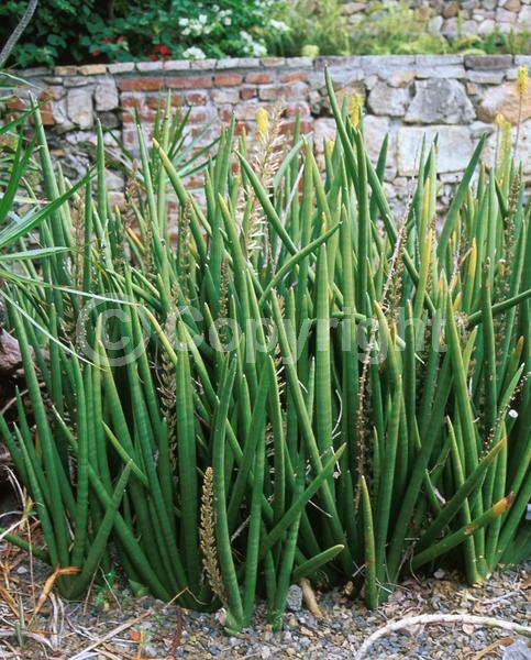 White blooms; Evergreen