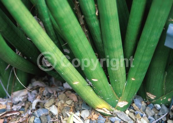 White blooms; Evergreen