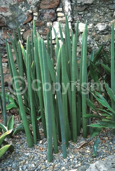 White blooms; Evergreen