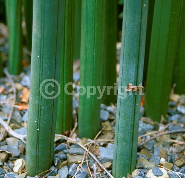 White blooms; Evergreen