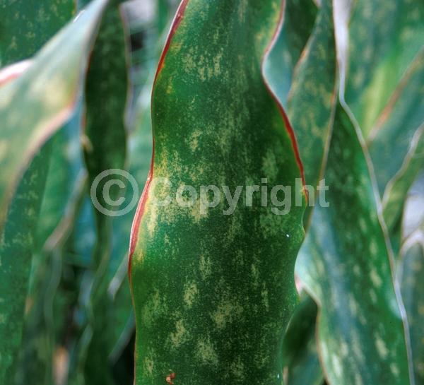 White blooms; Evergreen