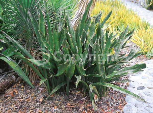 White blooms; Evergreen