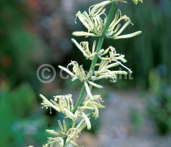 White blooms; Evergreen