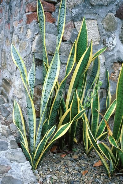 White blooms; Evergreen