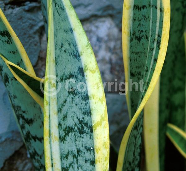 White blooms; Evergreen