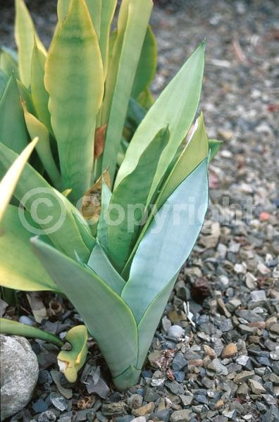 White blooms; Evergreen