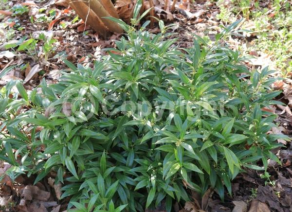 White blooms; Evergreen