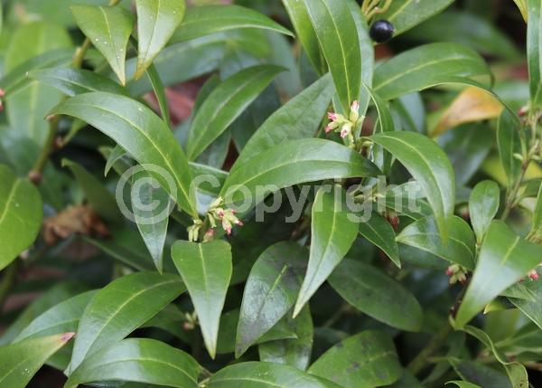 White blooms; Evergreen