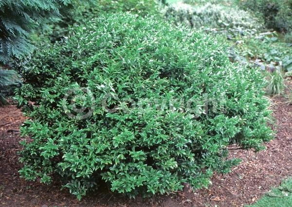 White blooms; Evergreen