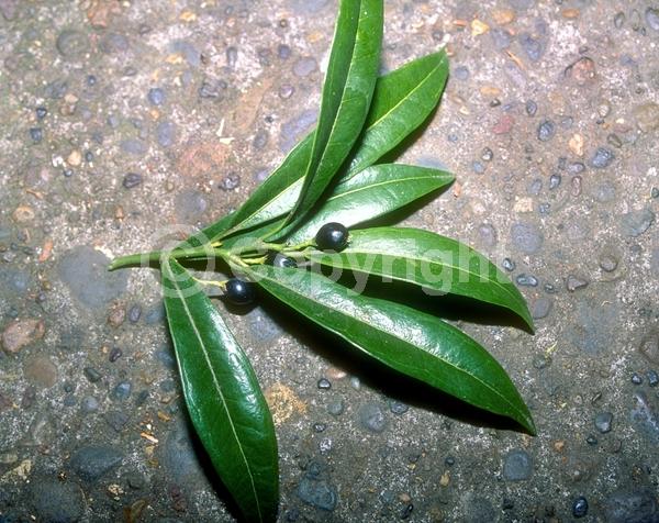 White blooms; Evergreen