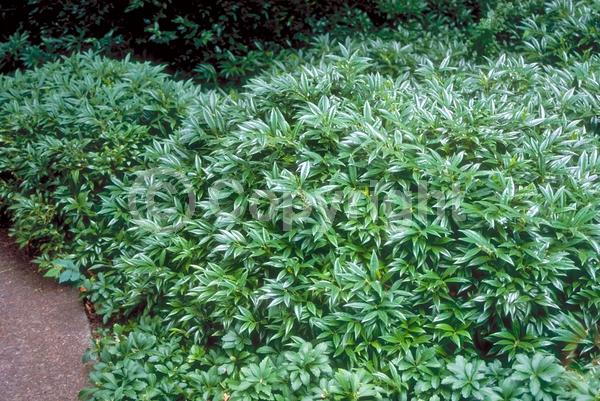 White blooms; Evergreen