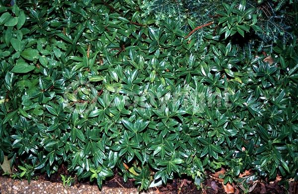 White blooms; Evergreen